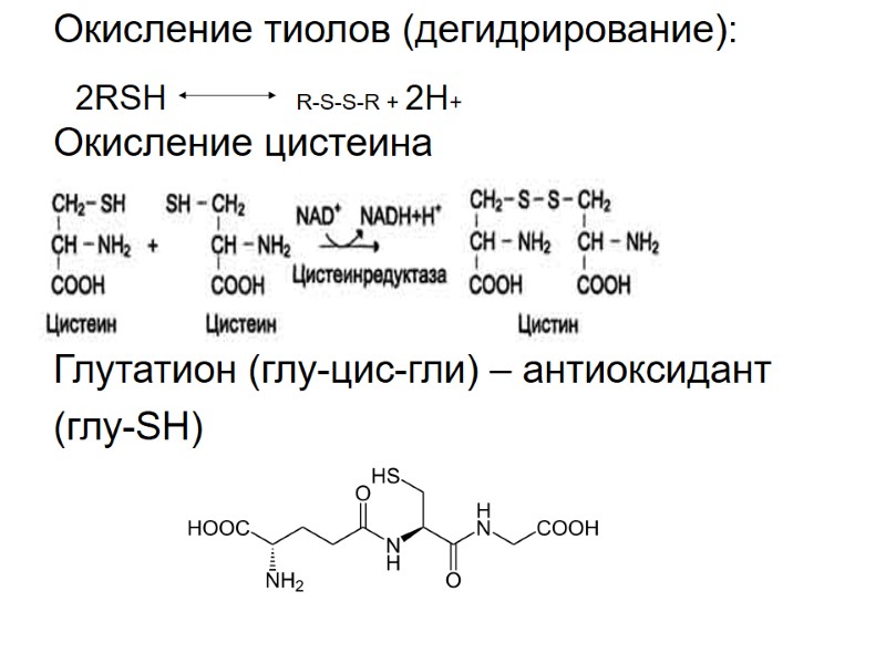 Окисление тиолов (дегидрирование):  Окисление цистеина    Глутатион (глу-цис-гли) – антиоксидант (глу-SH)